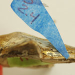 Star Showing Previous Restoration Layers